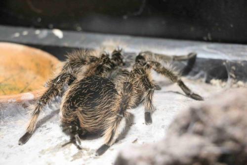 Brachypelma albopilosum